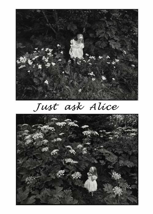 Just Ask Alice